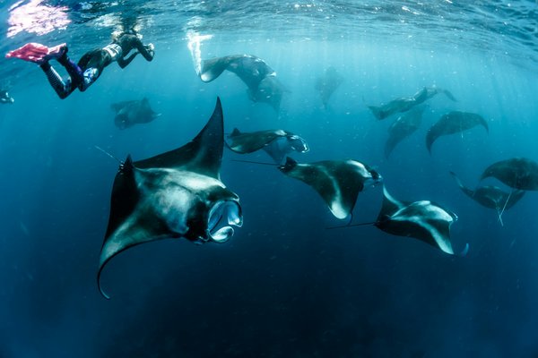 Quels sont les meilleurs spots pour la plongée avec les raies manta dans l'océan Indien?